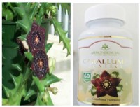 Caralluma Control